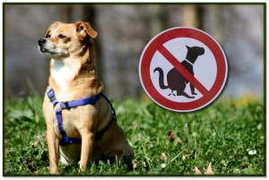 Dog sitting next to a no pooping sign.