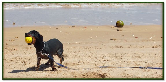 A dog playing fetch with his owner.