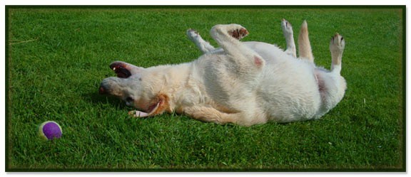 a labrador rolling and playing with a ball on a clean, fresh lawn