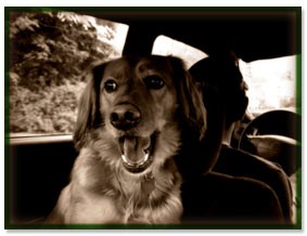 Golden Retriever sitting happily in a car